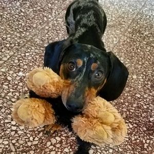 Meet your Posher, Mia